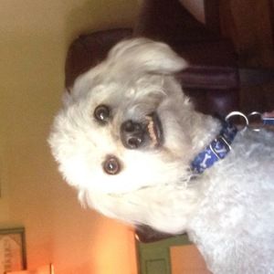 Meet your Posher, Henry